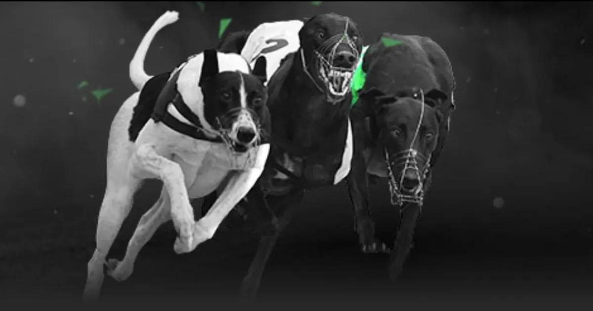 暑期欢乐羽,毛球营,邀君共展翅,Bg大游真人,Bg大游真人平台,Bg大游真人电子游戏平台,Big,Gaming